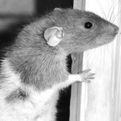 rodent in Doncaster home 